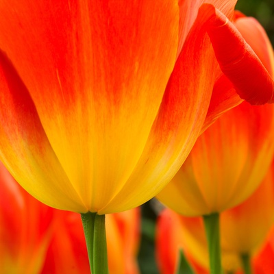 Tulip's Petals Stretched Canvas Print