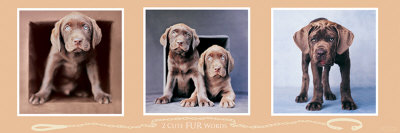 2 Cute Fur Words Poster 2 Cute Fur Words Poster