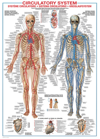 Circulatory System Poster Circulatory System Poster