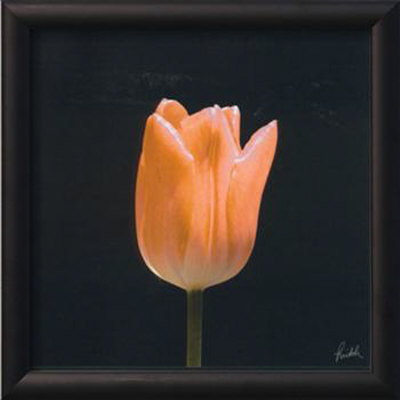 Cerise Framed Print Cerise Framed Print