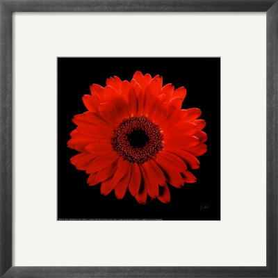 Gerber Framed Print Gerber Framed Print