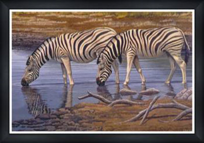 Zebras Drinking Framed Print Zebras Drinking Framed Print