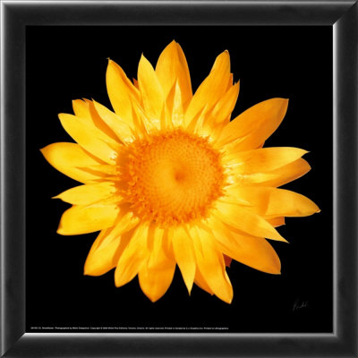 Strawflower Framed Print Strawflower Framed Print