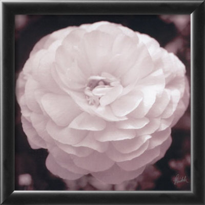 Dahlia Framed Print Dahlia Framed Print