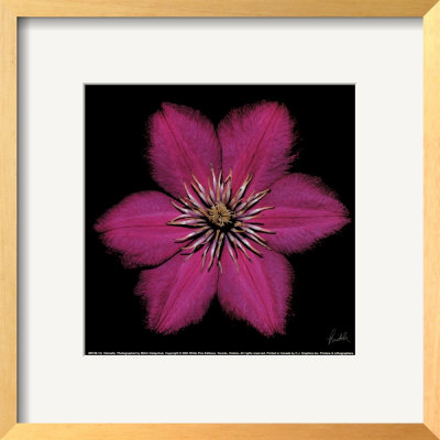 Clematis Framed Print Clematis Framed Print