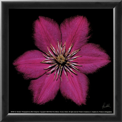 Clematis Framed Print Clematis Framed Print