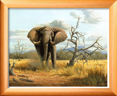 Charging elephant Framed Print Charging elephant Framed Print