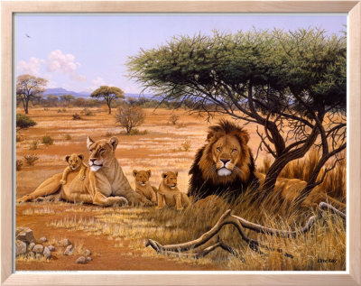 Lion Familly Framed Print Lion Familly Framed Print