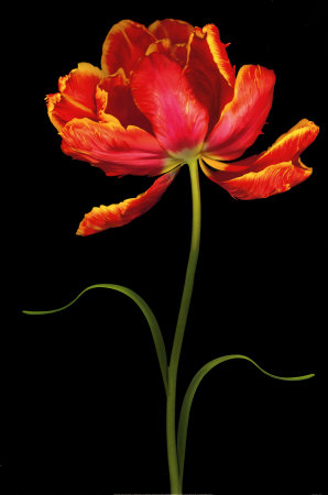Tulipa: Fantasy I Print Tulipa: Fantasy I Print