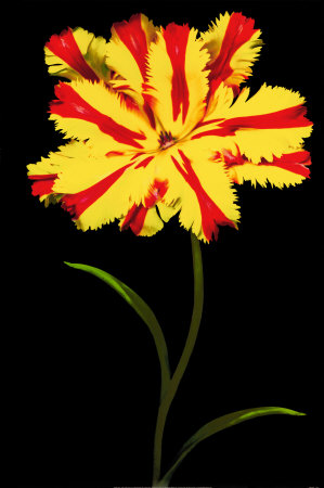 Tulipa: Tulip Fantasy II Print Tulipa: Tulip Fantasy II Print