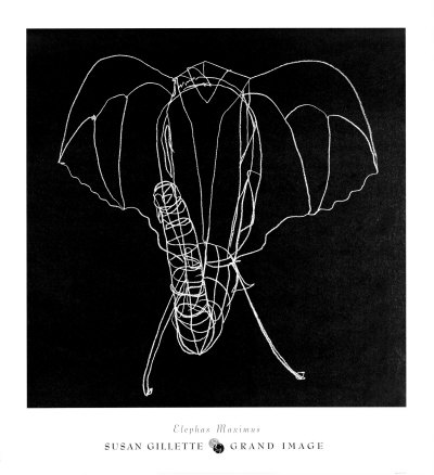 Elephas Maximus Print Elephas Maximus Print