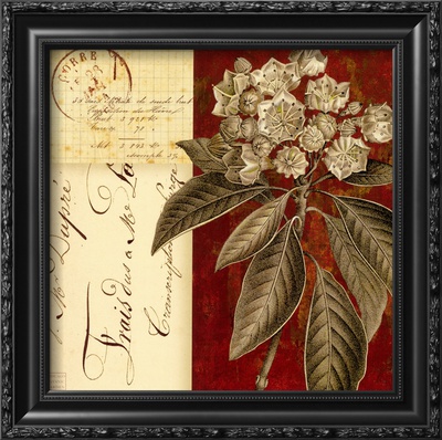 Mountain Laurel Collage Framed Print Mountain Laurel Collage Framed Print