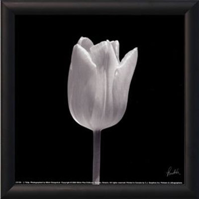 Cerise Framed Print Cerise Framed Print