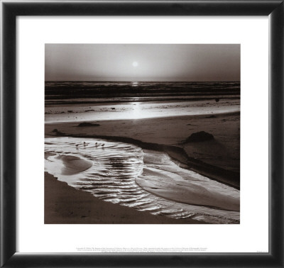 Birds on a Beach Framed Print Birds on a Beach Framed Print
