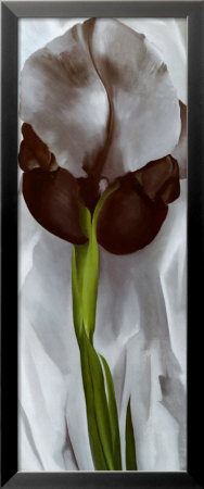 The Iris Framed Print The Iris Framed Print