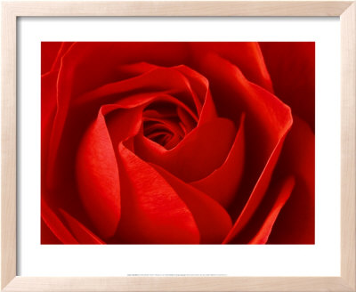 La Rose Framed Print La Rose Framed Print