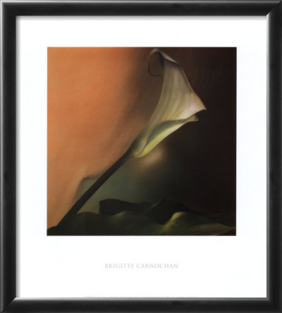 Calla Lily IV Framed Print Calla Lily IV Framed Print
