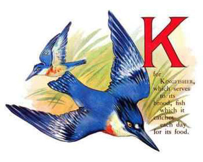 Kingfisher Print Kingfisher Print