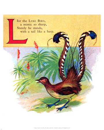 Lyre Bird Print Lyre Bird Print