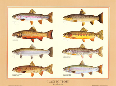 Classic Trout Print Classic Trout Print