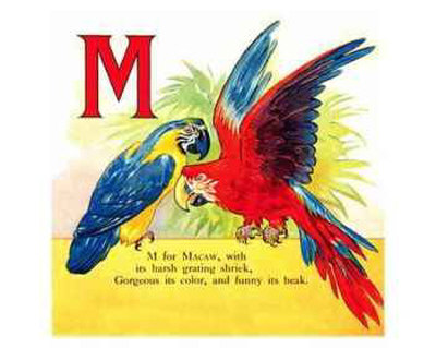 Macaw Print Macaw Print