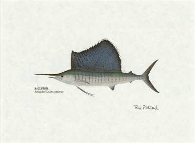 Sailfish Print Sailfish Print