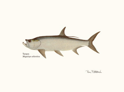 Tarpon Fish Print Tarpon Fish Print