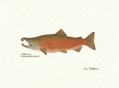 Coho Fish Print Coho Fish Print