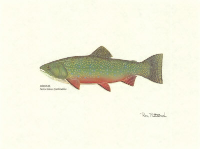 Brook Trout Print Brook Trout Print