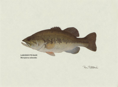 Largemouth Bass Fish Print Largemouth Bass Fish Print