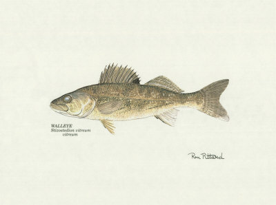 Walleye Fish Print Walleye Fish Print
