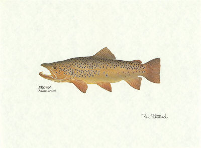 Brown Trout Print Brown Trout Print