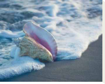 Conch in Surf Stretched Canvas Print Conch in Surf Stretched Canvas Print