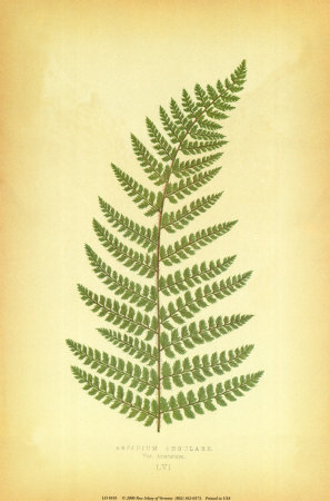 "Fern V" Print "Fern V" Print