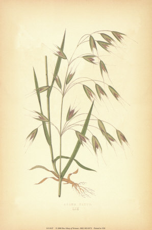 Grasses I Print Grasses I Print
