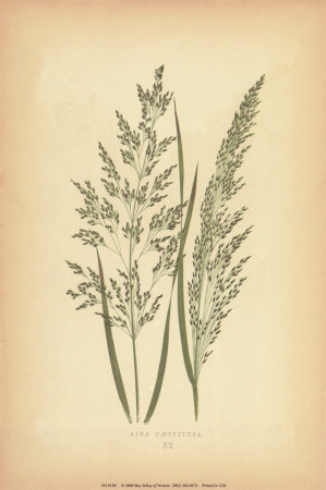 Grasses III Print Grasses III Print