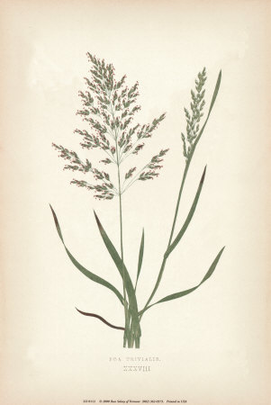 Grasses VI Print Grasses VI Print