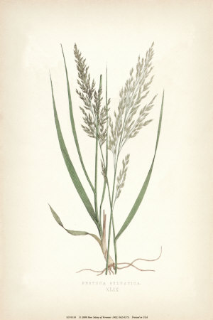 Grasses IV Print Grasses IV Print