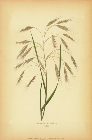 Grasses II Print Grasses II Print