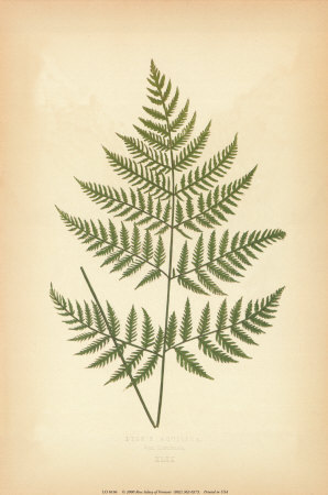 Fern VI Print Fern VI Print
