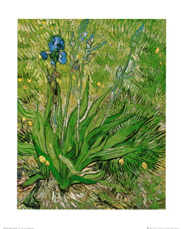 The Iris Print The Iris Print