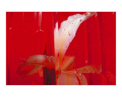 Fleuris 69 Photographic Print Fleuris 69 Photographic Print