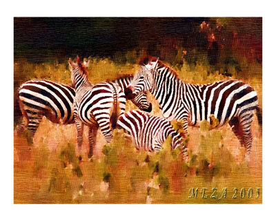 A Small Herd of Zebra Giclee Print A Small Herd of Zebra Giclee Print
