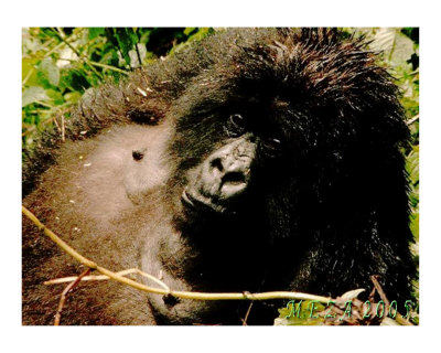 The Great Gorilla Photographic Print The Great Gorilla Photographic Print