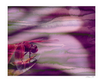 Magic Fly Other Magic Fly Other