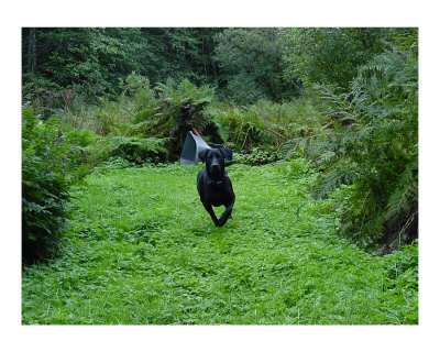 Rainforest Puppy Photographic Print Rainforest Puppy Photographic Print