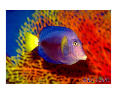 The Tropical Fish Photographic Print The Tropical Fish Photographic Print