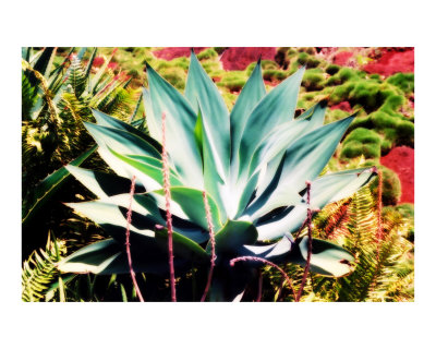 Hawaiian Yucca Other Hawaiian Yucca Other