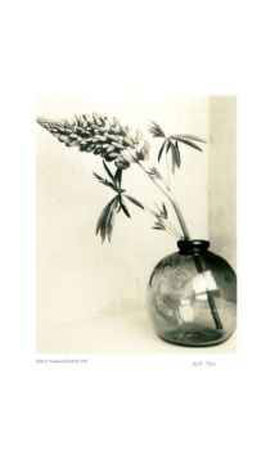 Floral #1 Limited Edition Floral #1 Limited Edition