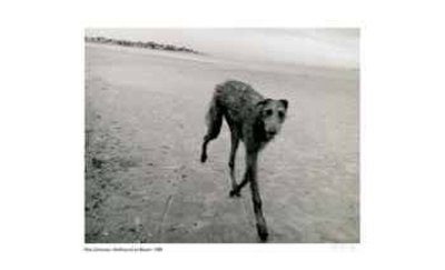 Wolfhound on Beach Limited Edition Wolfhound on Beach Limited Edition